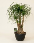 Beaucarnea Recurvata 70cm – Pied d'Éléphant | Fleuriste Dakar