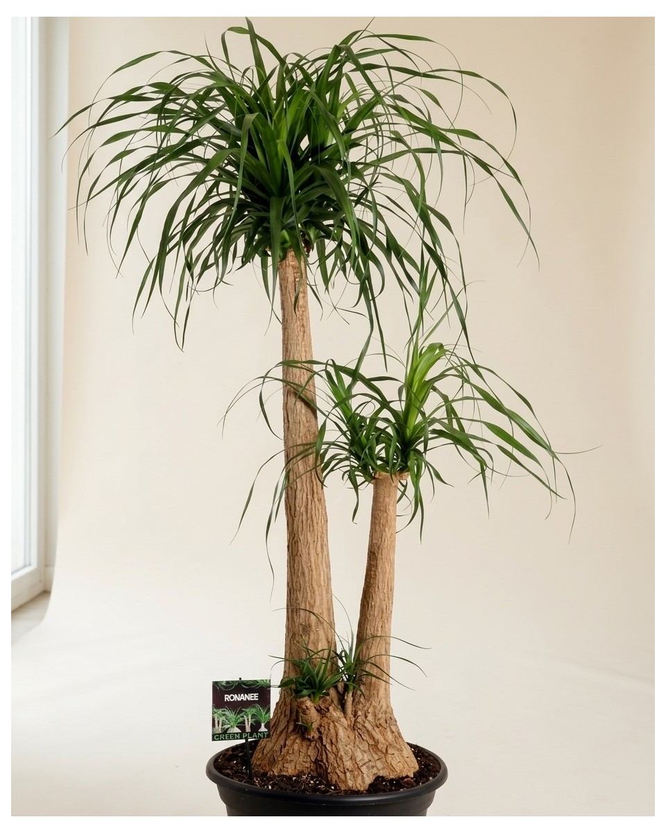 Beaucarnea Recurvata 170cm – Grande Plante | Fleuriste Dakar