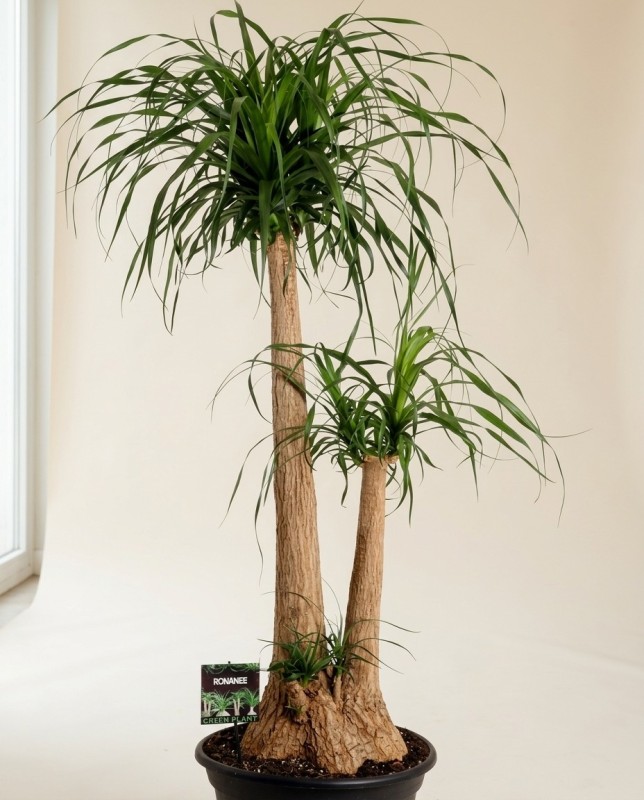 Beaucarnea Recurvata 170cm – Grande Plante | Fleuriste Dakar