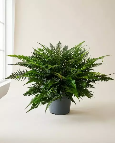 Asplenium 60cm – Fougère Nid d'Oiseau | Fleuriste Dakar