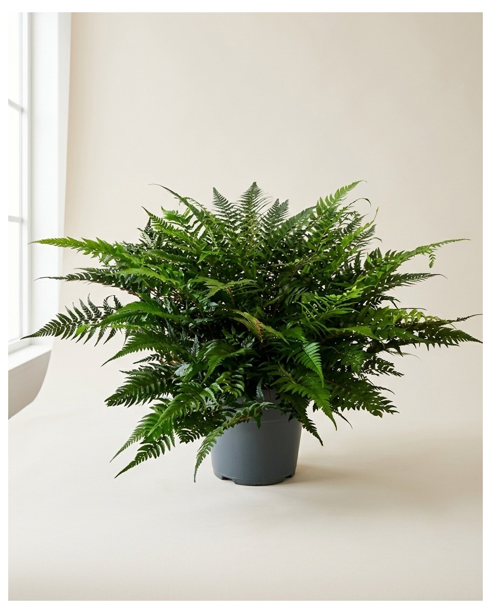 Asplenium 60cm – Fougère Nid d'Oiseau | Fleuriste Dakar
