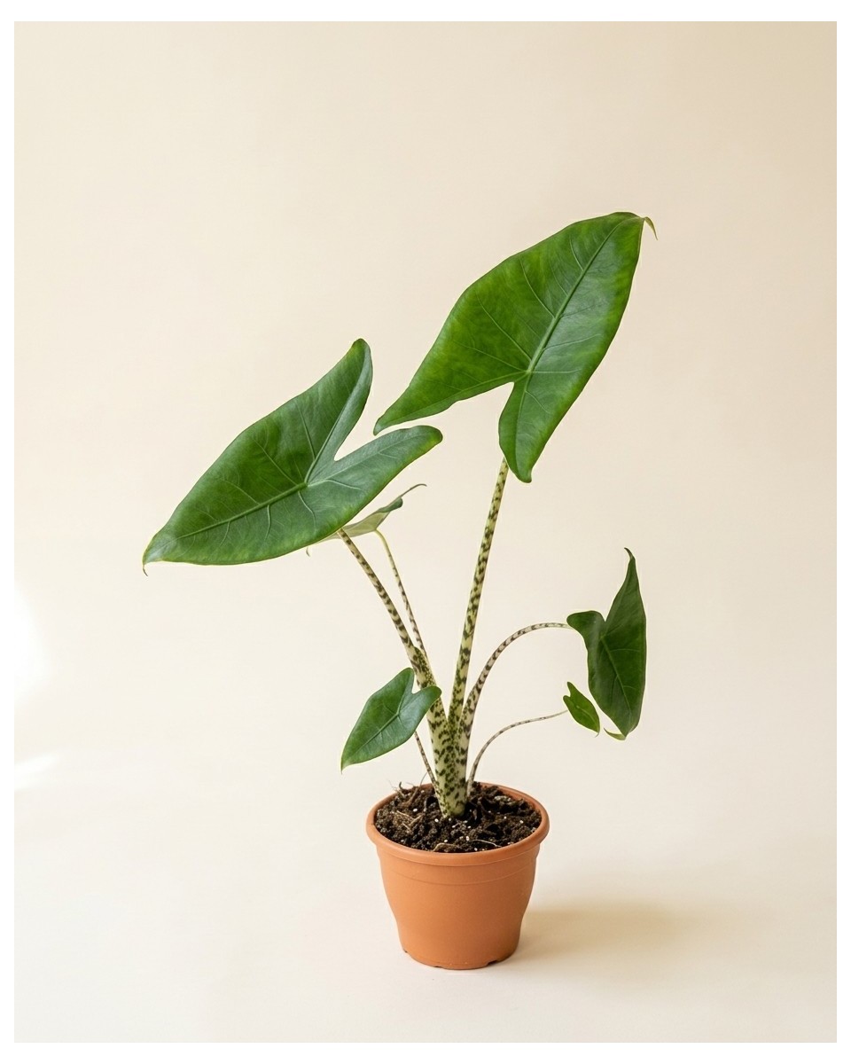 Alocasia Zebrina 80cm – Plante Graphique | Fleuriste Dakar