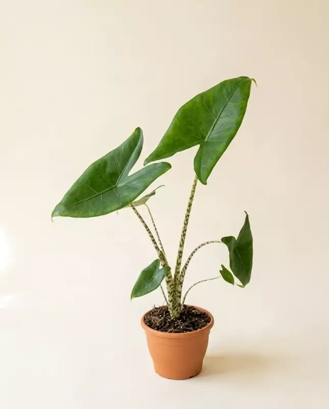 Alocasia Zebrina 80cm – Plante Graphique | Fleuriste Dakar