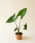 Alocasia Zebrina 80cm – Plante Graphique | Fleuriste Dakar