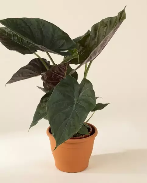 温蒂海芋 80cm