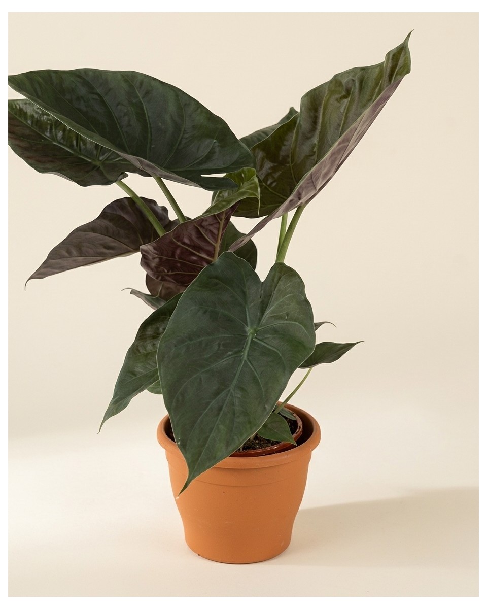 Alocasia Wentii 80cm – Plante Exotique | Fleuriste Dakar