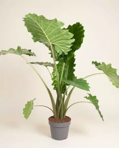 Alocasia Portodora 120cm – Plante Tropicale | Fleuriste Dakar