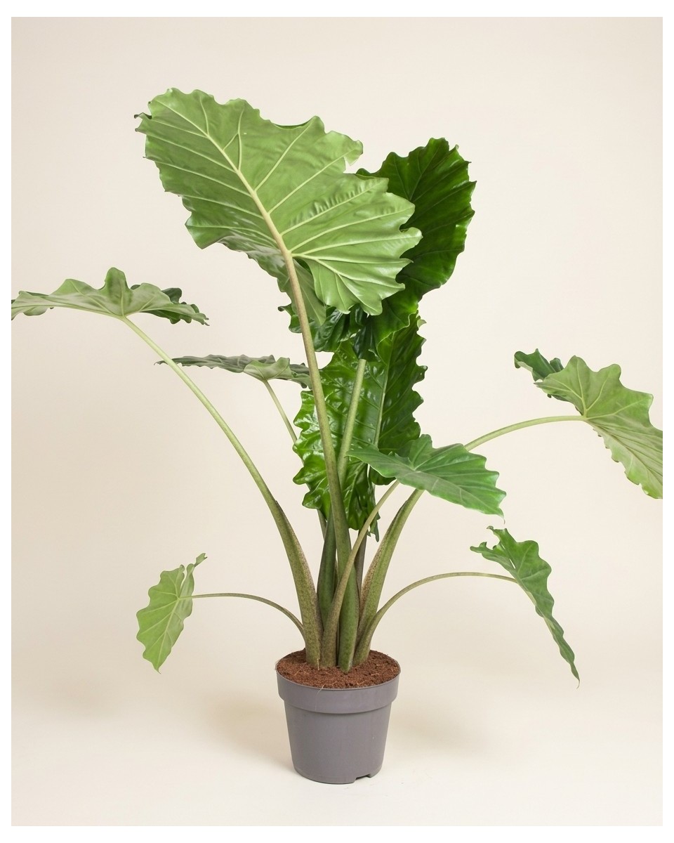 Alocasia Portodora 120cm – Plante Tropicale | Fleuriste Dakar