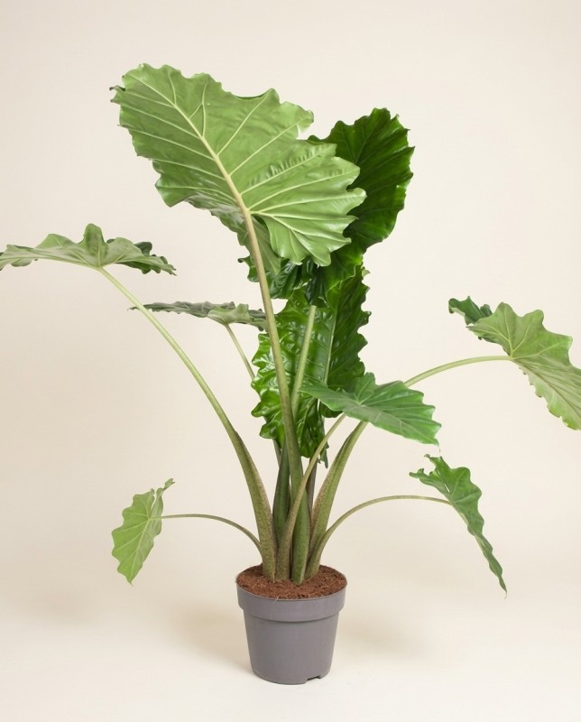 Alocasia Portodora 120cm – Plante Tropicale | Fleuriste Dakar