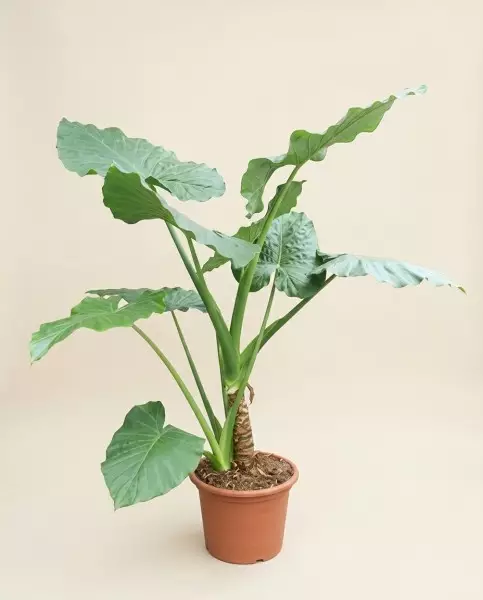 海芋属大根属植物 250cm