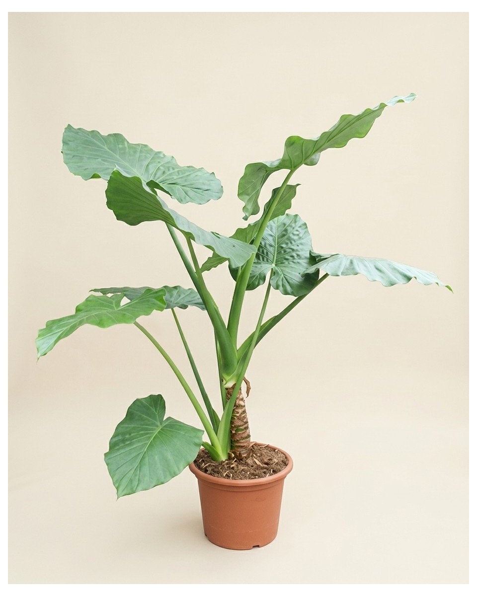 Alocasia Macrorrhizo 250cm – Grande Plante | Fleuriste Dakar