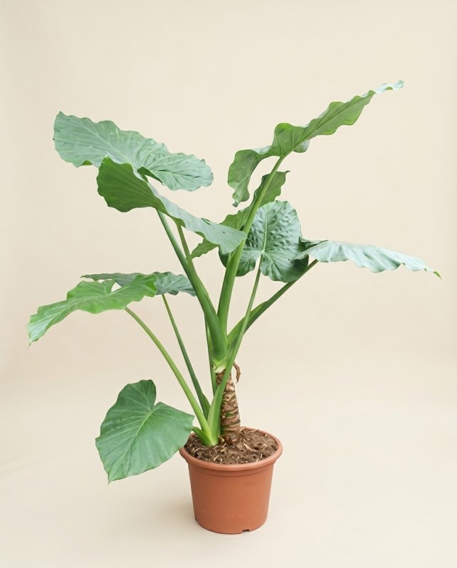 海芋属大根属植物 250cm