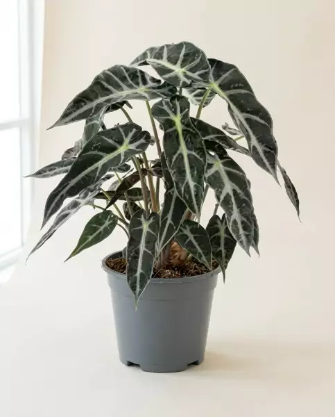 Alocasia Bambino 30cm – Plante d'Intérieur | Fleuriste Dakar