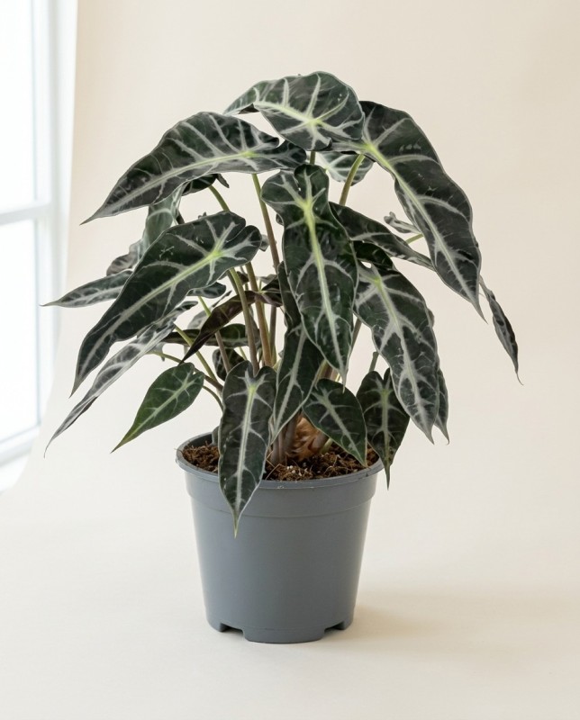 Alocasia Bambino 30cm – Plante d'Intérieur | Fleuriste Dakar