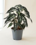 Alocasia Bambino 30cm – Plante d'Intérieur | Fleuriste Dakar