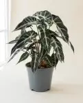 海芋儿童30cm