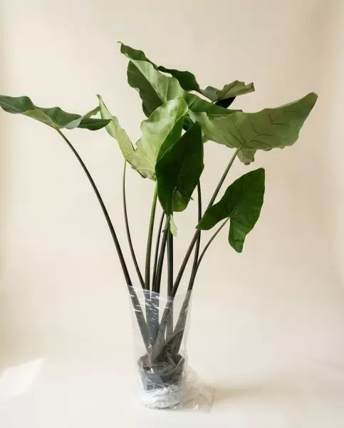 海芋属黑色斑马 24Ø 190cm