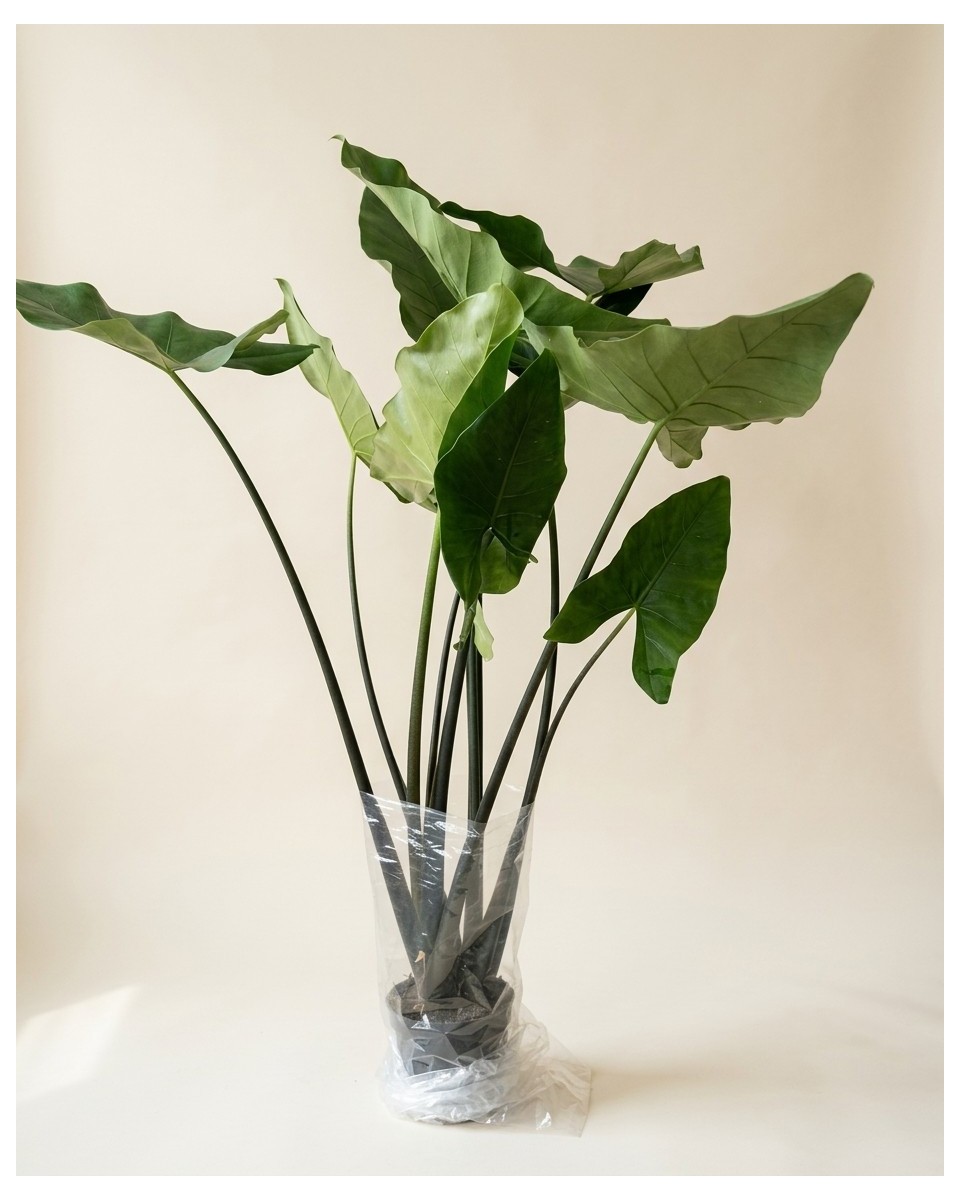 Alocasia Black Zebrina 190cm – Plante | Verttige Dakar