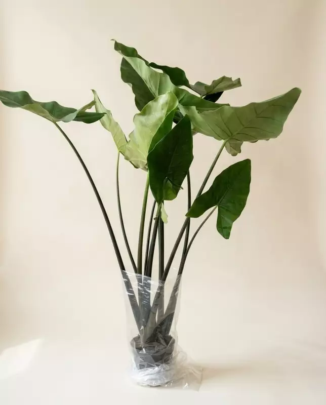 Alocasia Black Zebrina 190cm – Plante | Verttige Dakar
