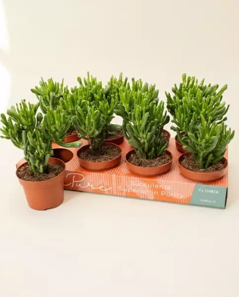 Crassula Hobbit 20cm – Plante Succulente | Fleuriste Dakar