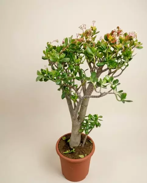 Crassula Sunset 115cm – Grande Succulente | Fleuriste Dakar