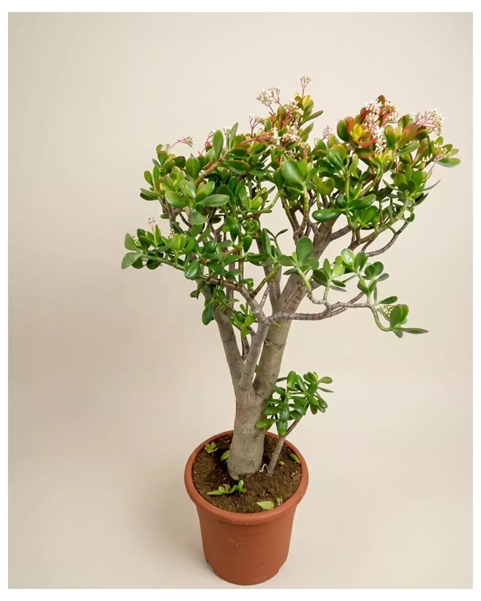 Crassula Sunset 115cm – Grande Succulente | Fleuriste Dakar