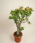 Crassula Sunset 115cm – Grande Succulente | Fleuriste Dakar