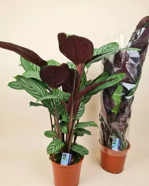 Ctenanthe Oppenheimiana 100cm – Plante Graphique | Verttige Dakar
