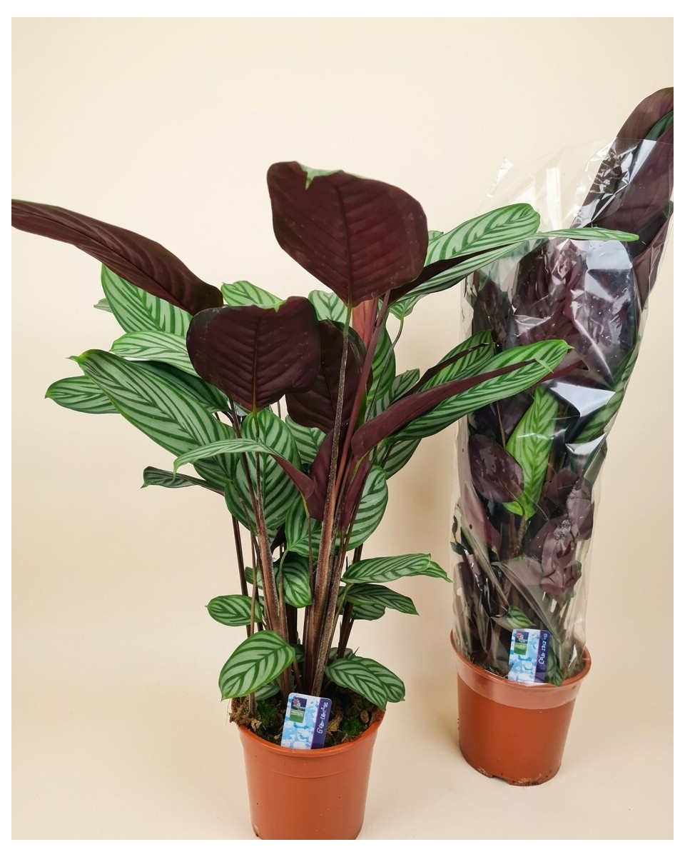 Ctenanthe Oppenheimiana 24Ø 100厘米