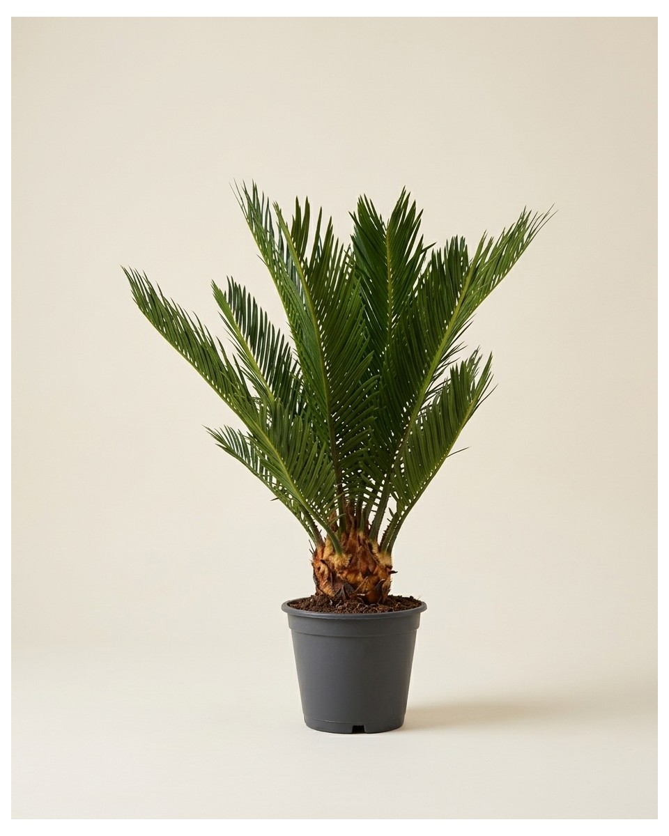 Cycas Revoluta 35cm – Palmier Nain | Fleuriste Dakar