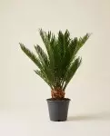 Cycas Revoluta 35cm – Palmier Nain | Fleuriste Dakar
