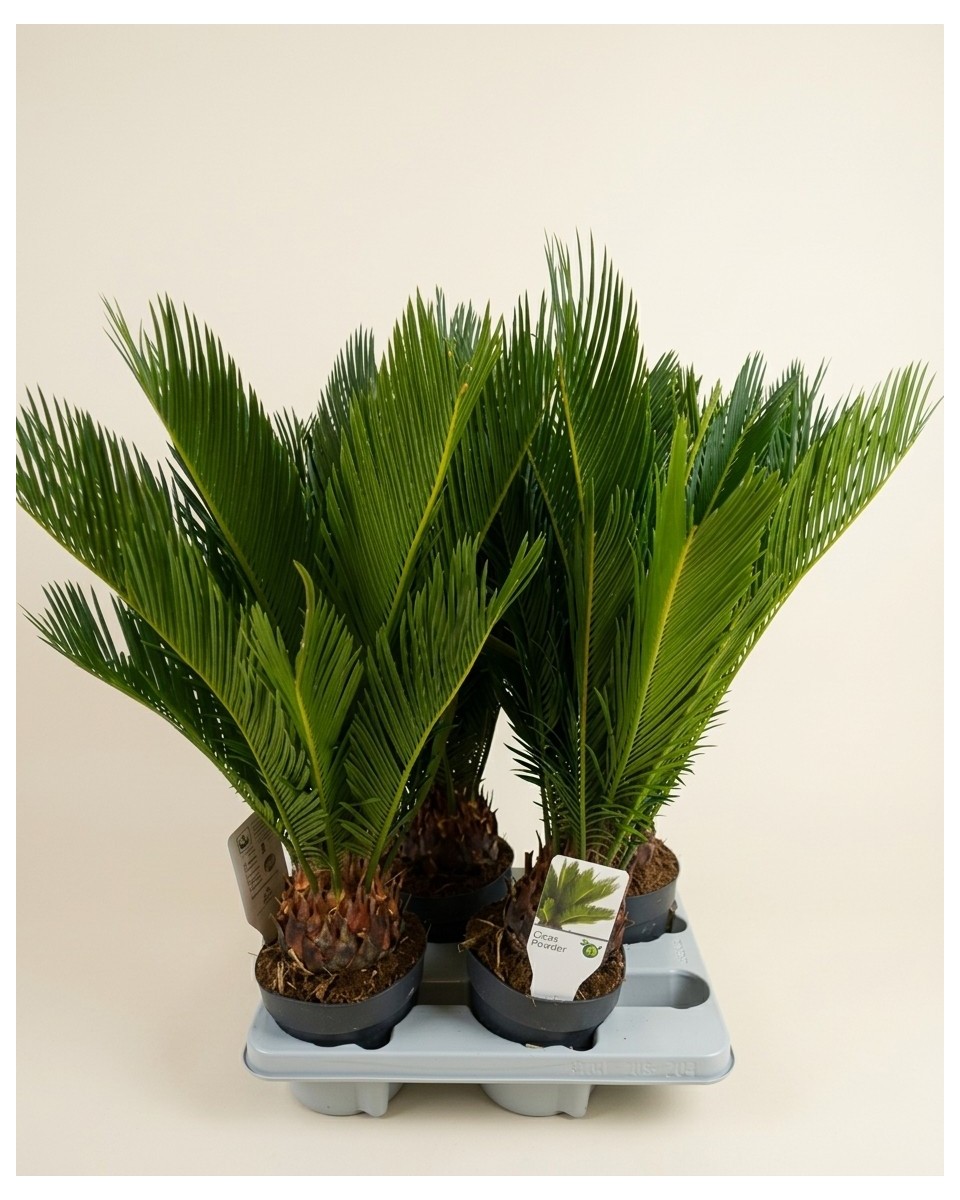 Cycas Revoluta 55cm – Plante Exotique | Fleuriste Dakar