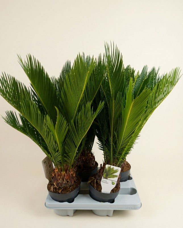 Cycas Revoluta 55cm – Plante Exotique | Fleuriste Dakar