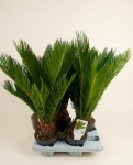 Cycas Revoluta 55cm – Plante Exotique | Fleuriste Dakar