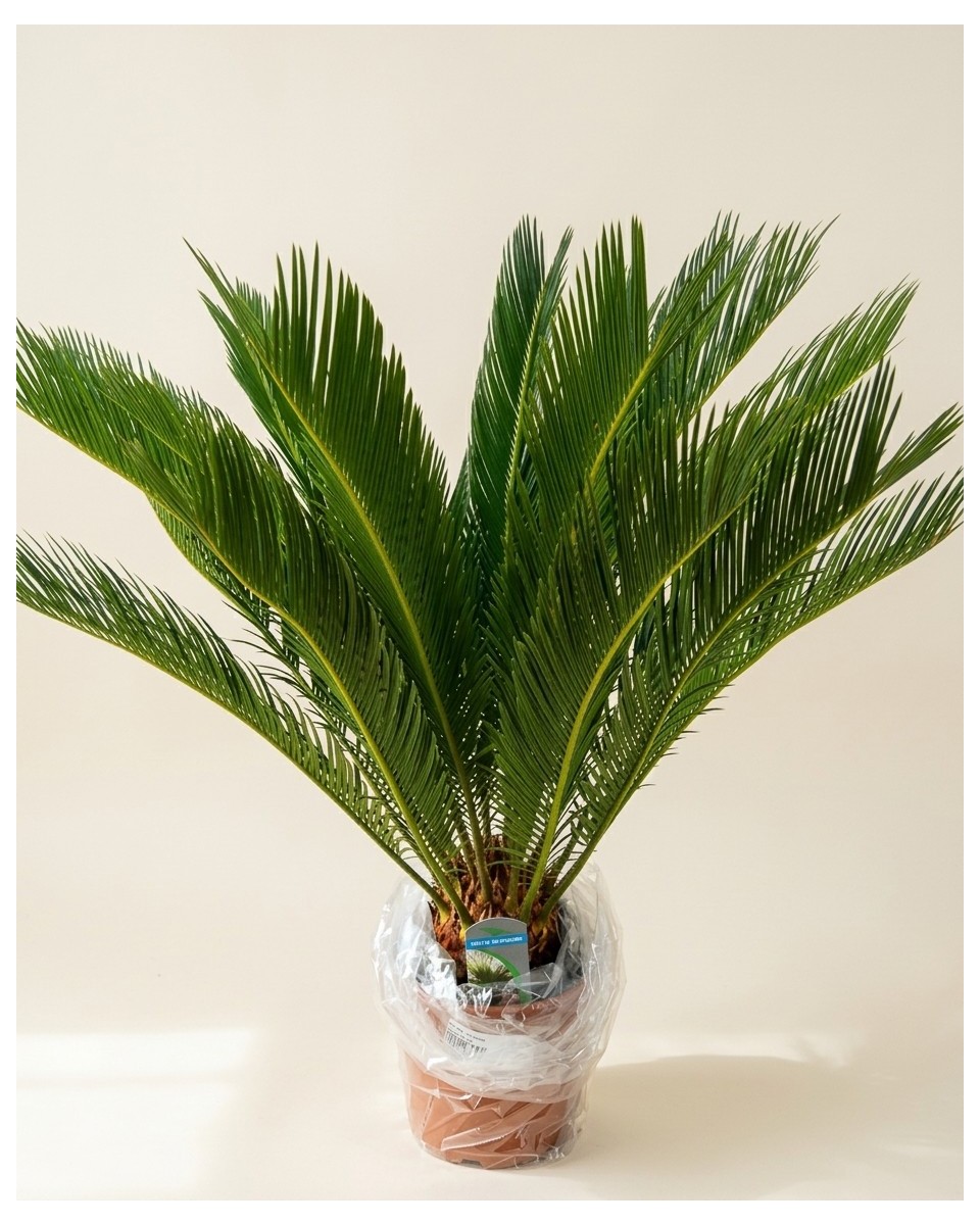 Cycas Revoluta 80cm – Grande Plante Tropicale | Fleuriste Dakar