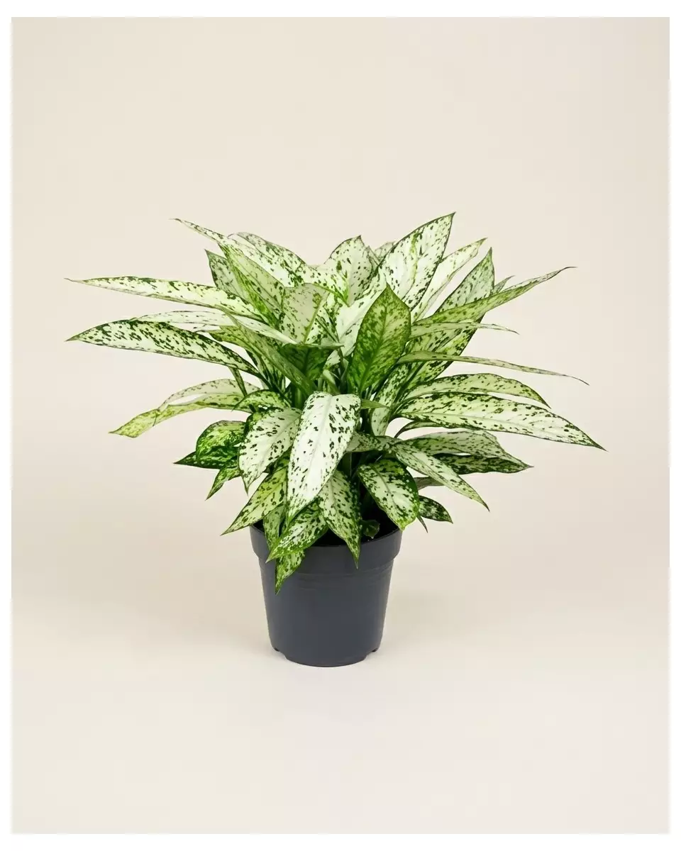 Dieffenbachia Vesuvius 80cm – Plante Tropicale | Fleuriste Dakar