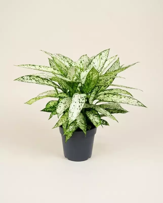 Dieffenbachia Vesuvius 80cm – Plante Tropicale | Fleuriste Dakar
