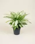 Dieffenbachia Vesuvius 80cm – Plante Tropicale | Fleuriste Dakar