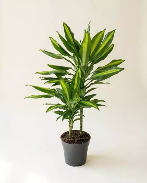 Dracaena Cinto 70cm – Plante Purifiante | Fleuriste Dakar
