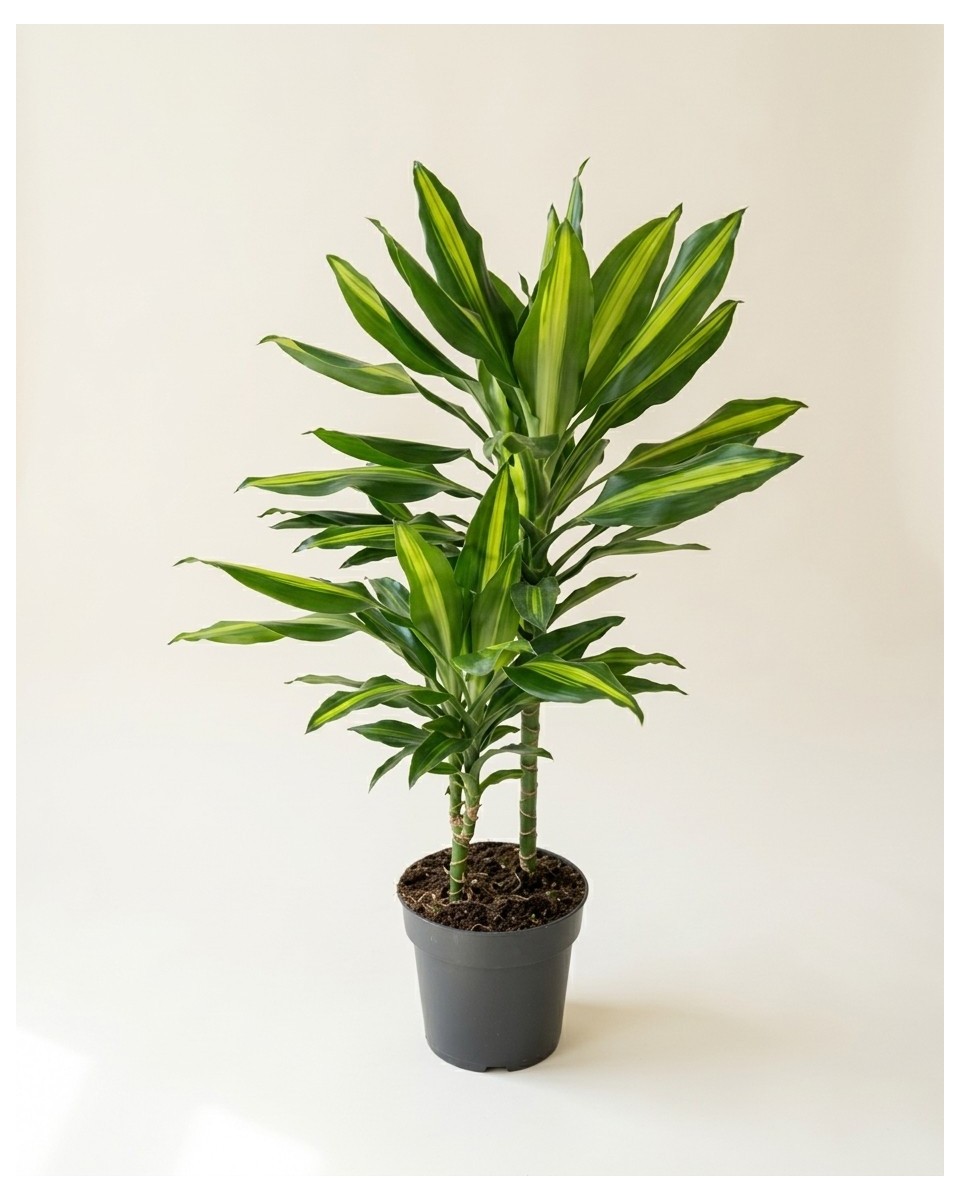 Dracaena Cinto 70cm – Plante Purifiante | Fleuriste Dakar