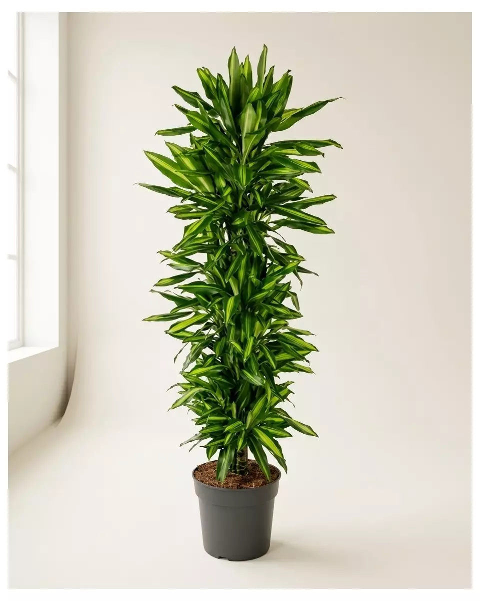 Dracaena Cinto 180cm – Grande Plante d'Intérieur | Verttige Dakar