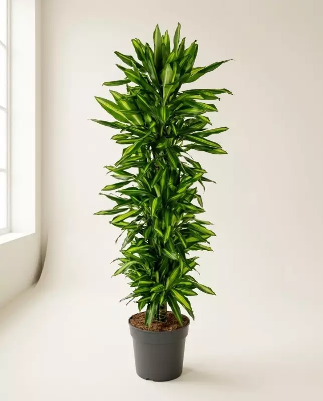 Dracaena Cinto 180cm – Grande Plante d'Intérieur | Verttige Dakar