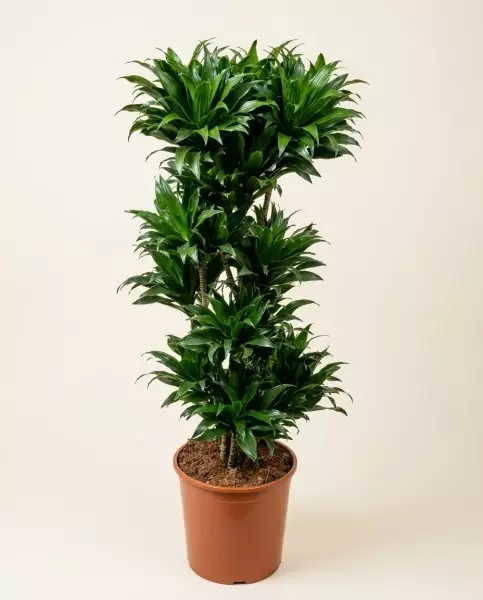Dracaena Compacta 140cm – Plante de Bureau | Fleuriste Dakar