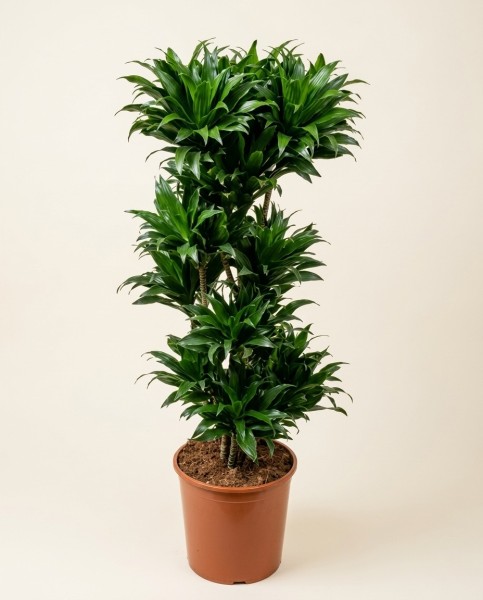 龙血树140cm