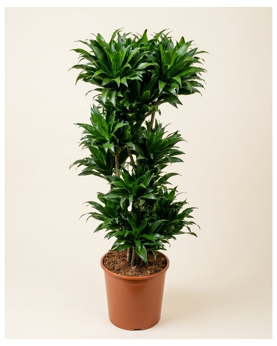 Dracaena Compacta 140cm – Plante de Bureau | Fleuriste Dakar