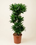 龙血树140cm