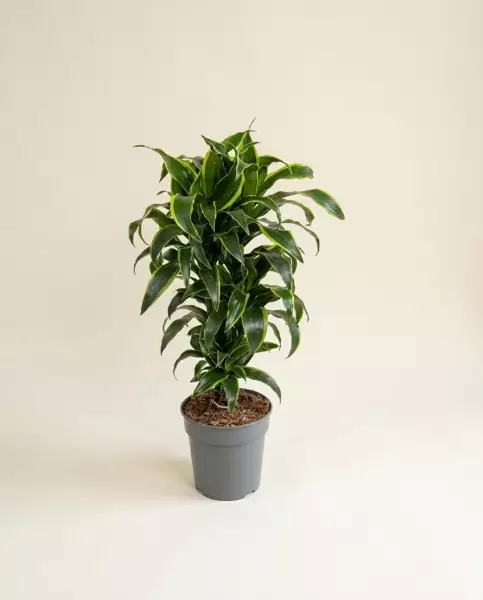 龙血树 90 厘米
