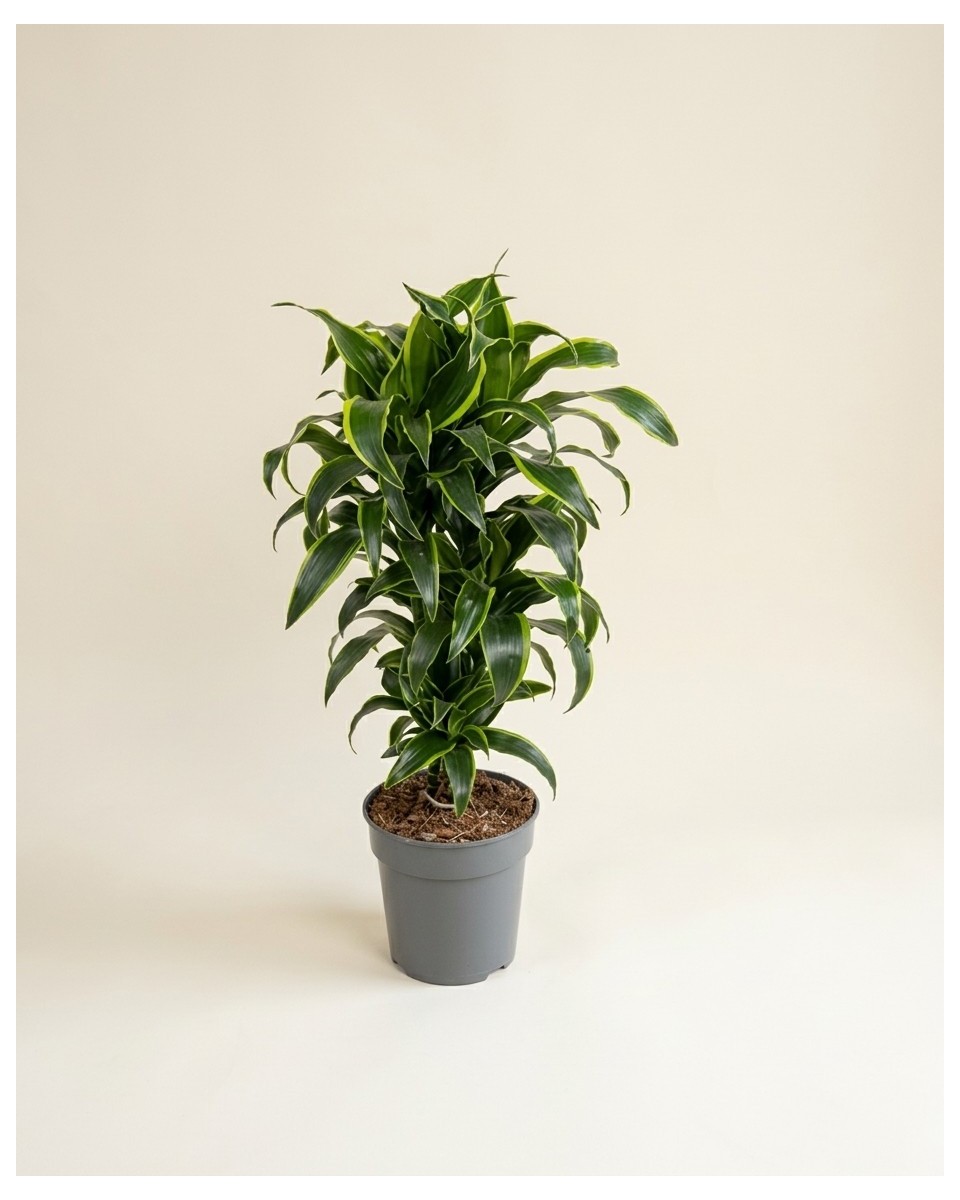 Dracaena Dorado 90cm – Plante Verdoyante | Fleuriste Dakar