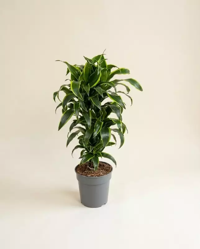 Dracaena Dorado 90cm – Plante Verdoyante | Fleuriste Dakar