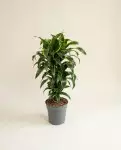 Dracaena Dorado 90cm – Plante Verdoyante | Fleuriste Dakar